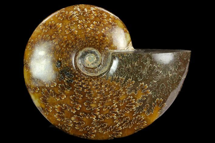 Polished Ammonite (Cleoniceras) Fossil - Madagascar #127222